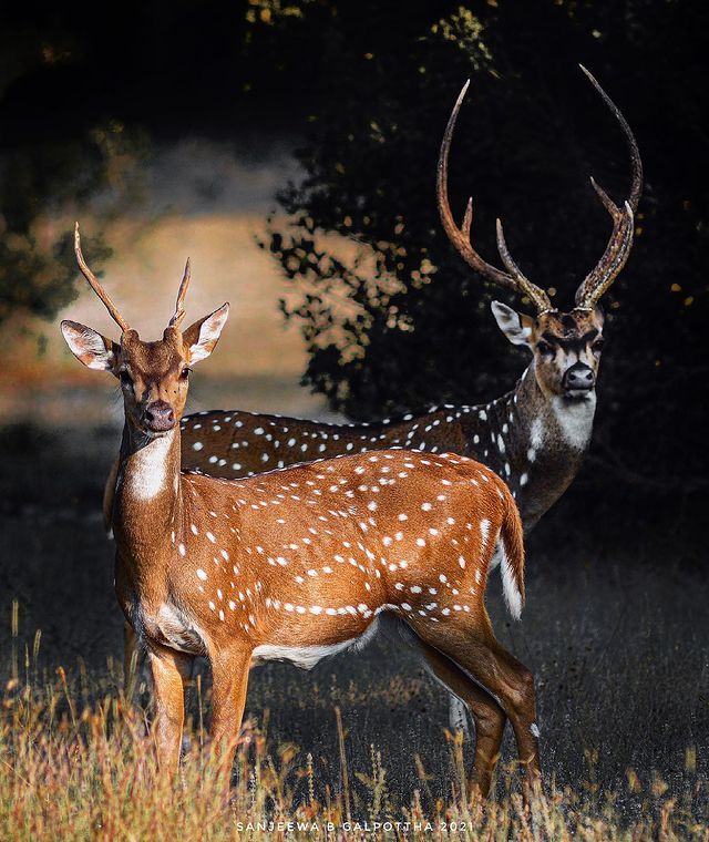 Wilpattu National Park